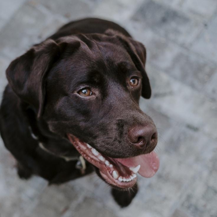 A. Singh testimonial